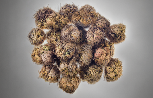 Rose of Jericho